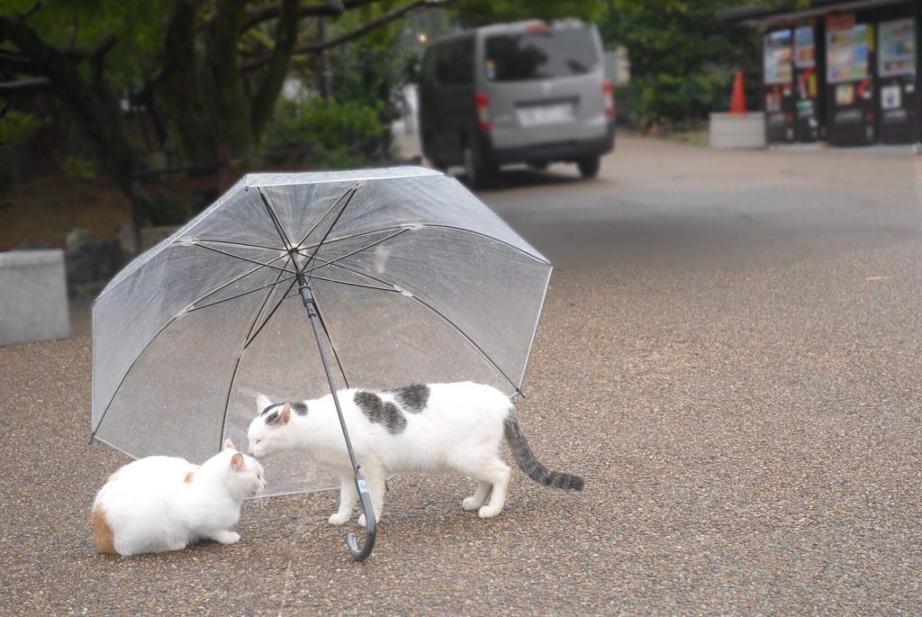 雨宿り猫