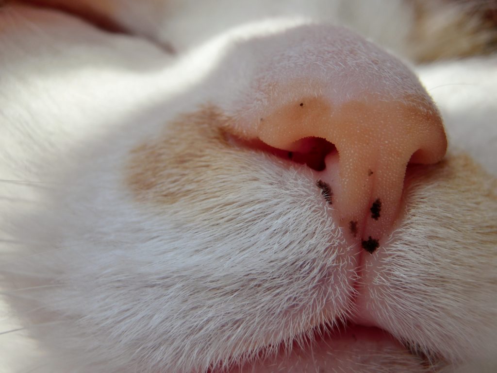 猫の鼻